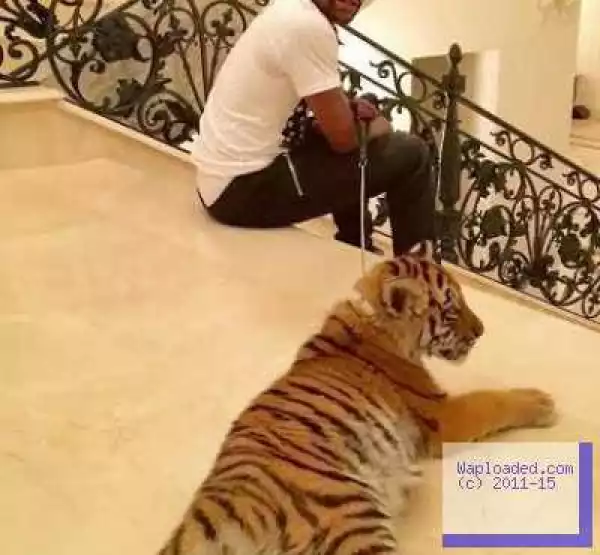 Photo: Floyd Mayweather Gets A 2 Months Old Tiger As Christmas Gift